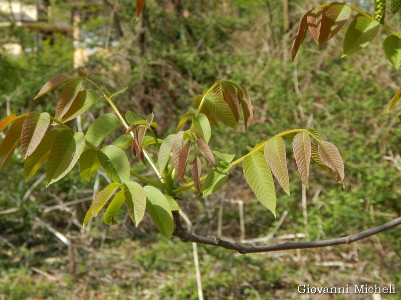 Juglans regia / Noce